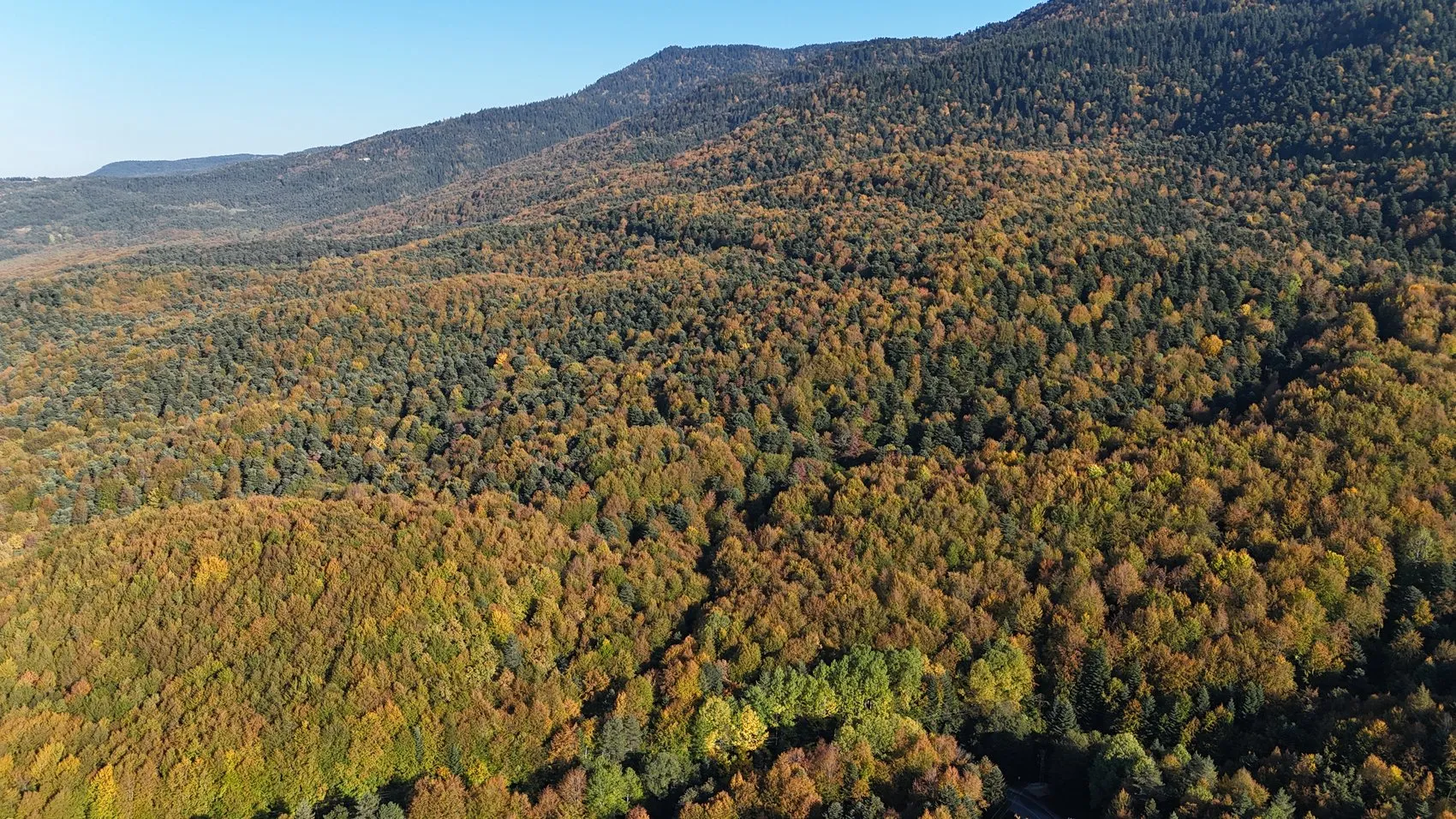 Bolu ormanlarında mevsimin en büyüleyici dönüşümü başladı