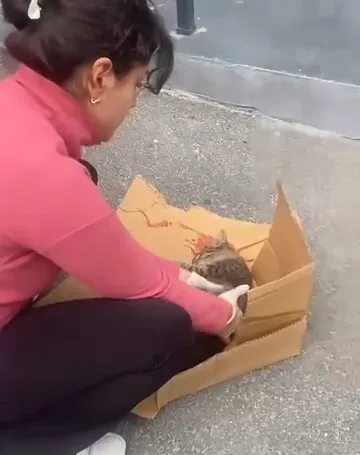 Vicdanın bagajdaki yolculuğu: Yaralı kedi için hayatını hiçe saydı