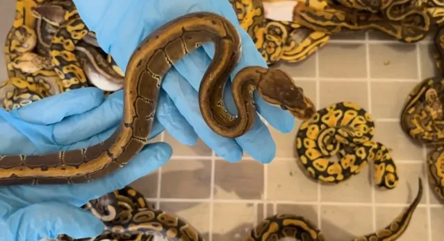 Sınır kapısında şok operasyon: Bavullardan onlarca piton çıktı