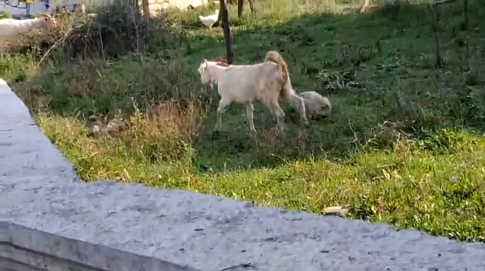 Sapanca'da şaşkına çeviren tırmanış: Çatıya çıkan keçi mahsur kaldı