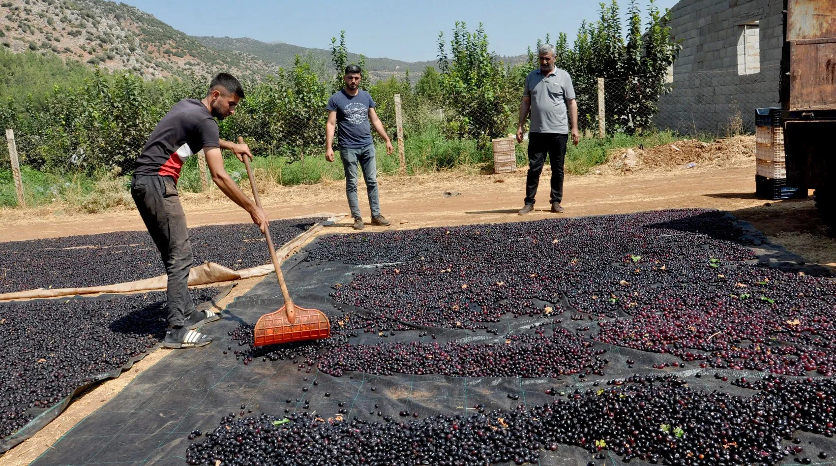 İslahiye'nin tescilli lezzeti Antep karası için kurutma mesaisi başladı
