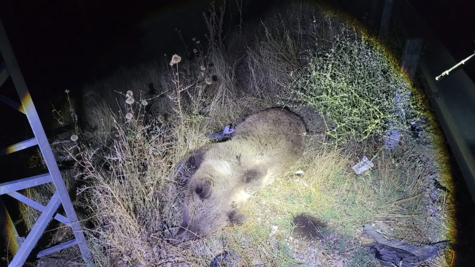 Tunceli kara yolunda gece yarısı dehşeti: Yola çıkan ayıya çarptı