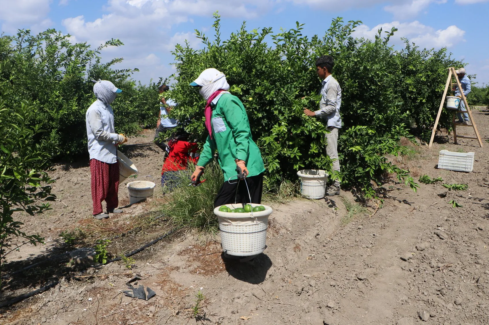 Adana'da limon üreticisinin kabusu: Depolardaki eski ürün yeni hasadı vurdu