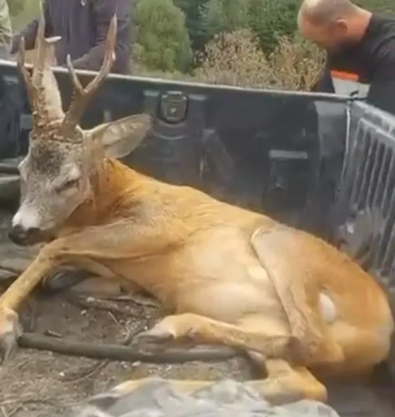 Bolu'da duyarlı sürücüden örnek davranış: Yaralı ceylanı ölüme terk etmedi
