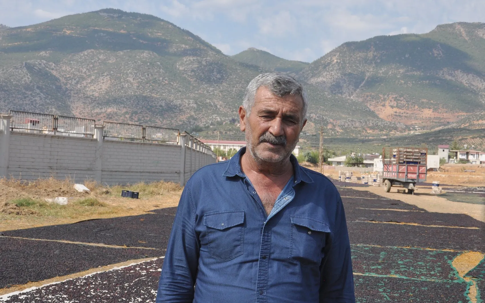 İslahiye'nin tescilli lezzeti Antep karası için kurutma mesaisi başladı