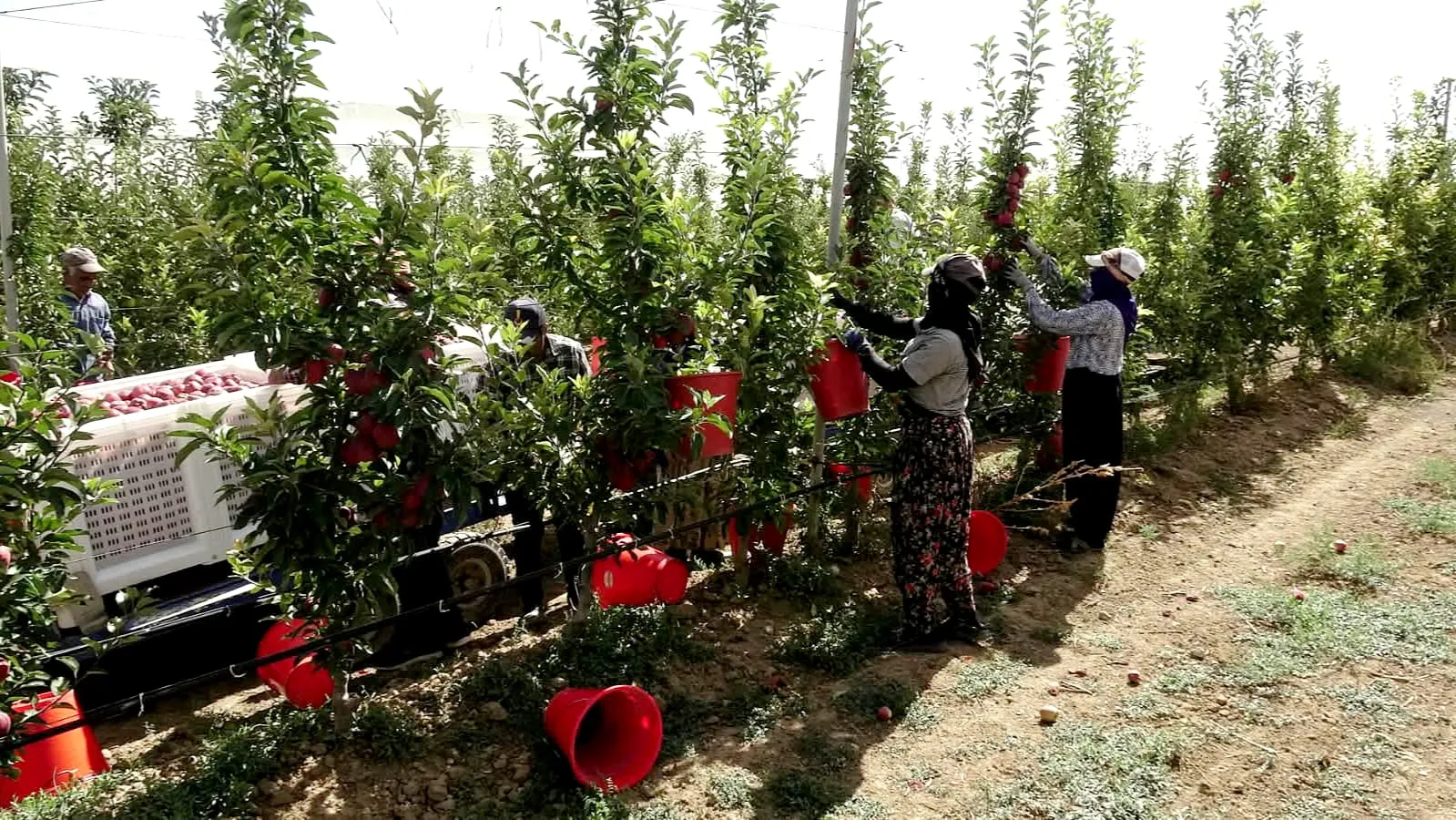 Erciyes'in serin rüzgarı Yeşilhisar'da berekete dönüştü: Don felaketinden rekor hasada