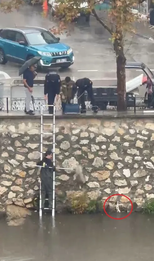 Gemlik'te dereye düşen yavru kedi için nefes kesen operasyon