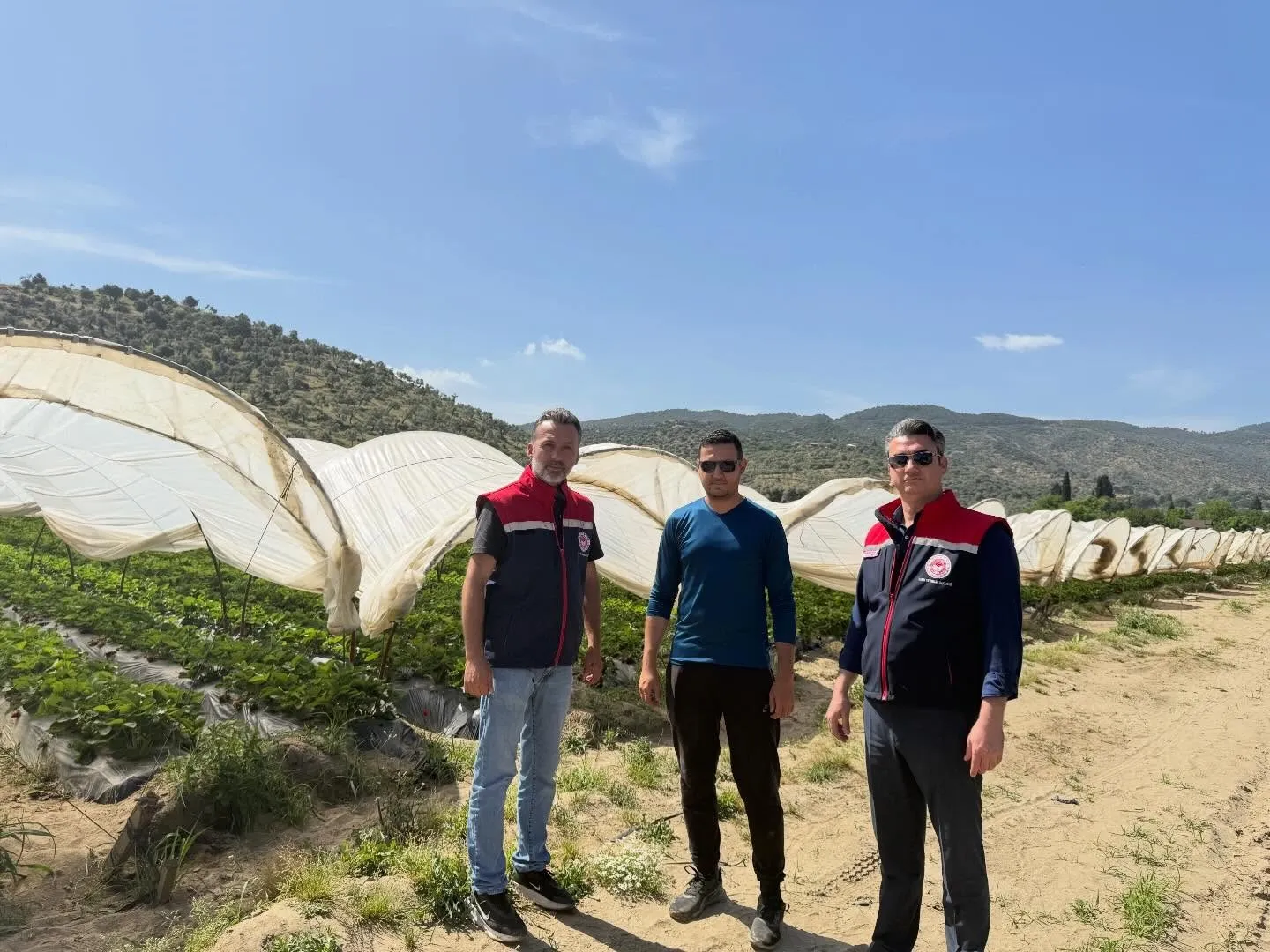 AYDIN’IN KOÇARLI İLÇESİNDE 2026 YILI “HASAT ÖNCESİ PESTİSİT DENETİMLERİ” KAPSAMINDA ÇİLEK BAHÇELERİNDE NUMUNE ALIMI GERÇEKLEŞTİRİLEREK PESTİSİT KONTROLÜ YAPILDI.
