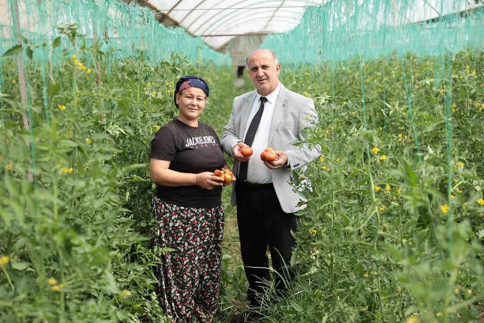 BAŞKAN KAYA, ÇİFTÇİLER GÜNÜNDE DOMATES HASADINA KATILDI
