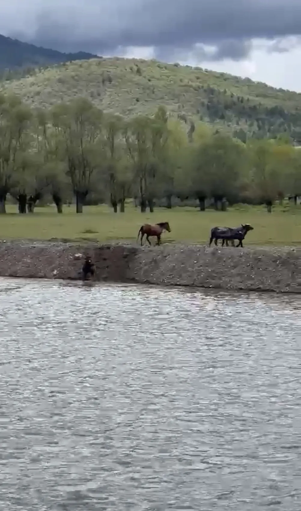 Karabük'te mandalarını kurtarmak için atıyla çaya girdi