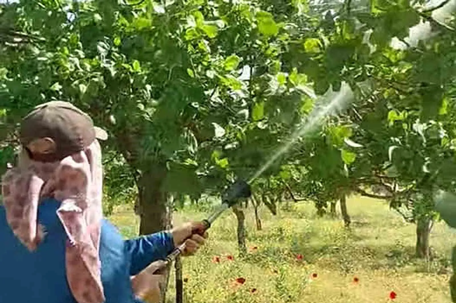 GAZİANTEP'İN ARABAN İLÇESİNDE ANTEPFISTIĞI ÜRETİCİLERİ, SONBAHAR, KIŞ VE İLKBAHARDA ETKİLİ OLAN YOĞUN YAĞIŞLARIN ARDINDAN FISTIK BAHÇELERİNDE OLUŞABİLECEK HASTALIK VE ZARARLILARA KARŞI İLAÇLI MÜCADELEYE BAŞLADI.