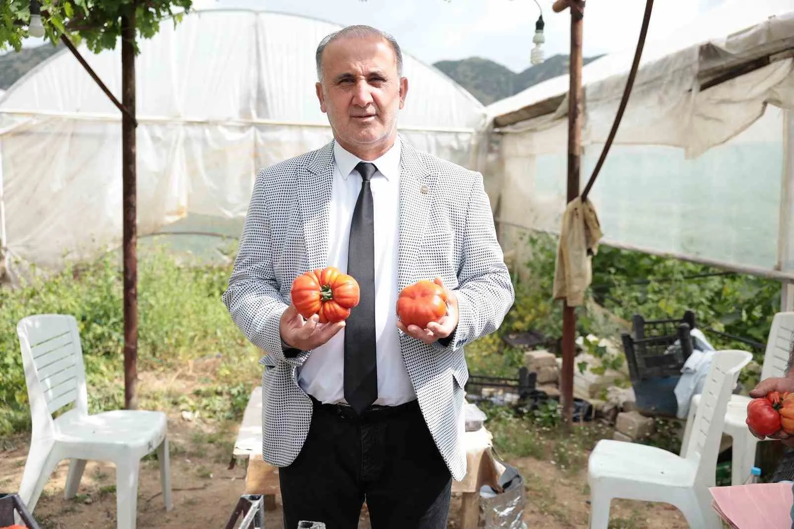 BAŞKAN KAYA, ÇİFTÇİLER GÜNÜNDE DOMATES HASADINA KATILDI