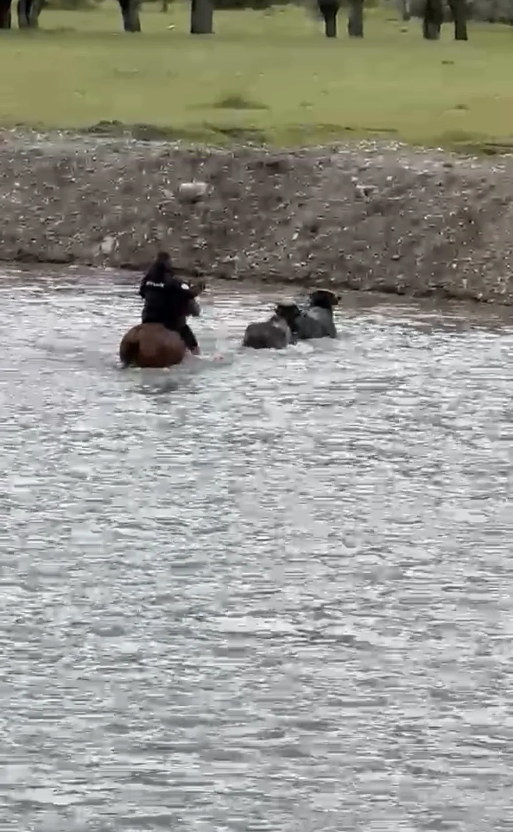 Karabük'te mandalarını kurtarmak için atıyla çaya girdi