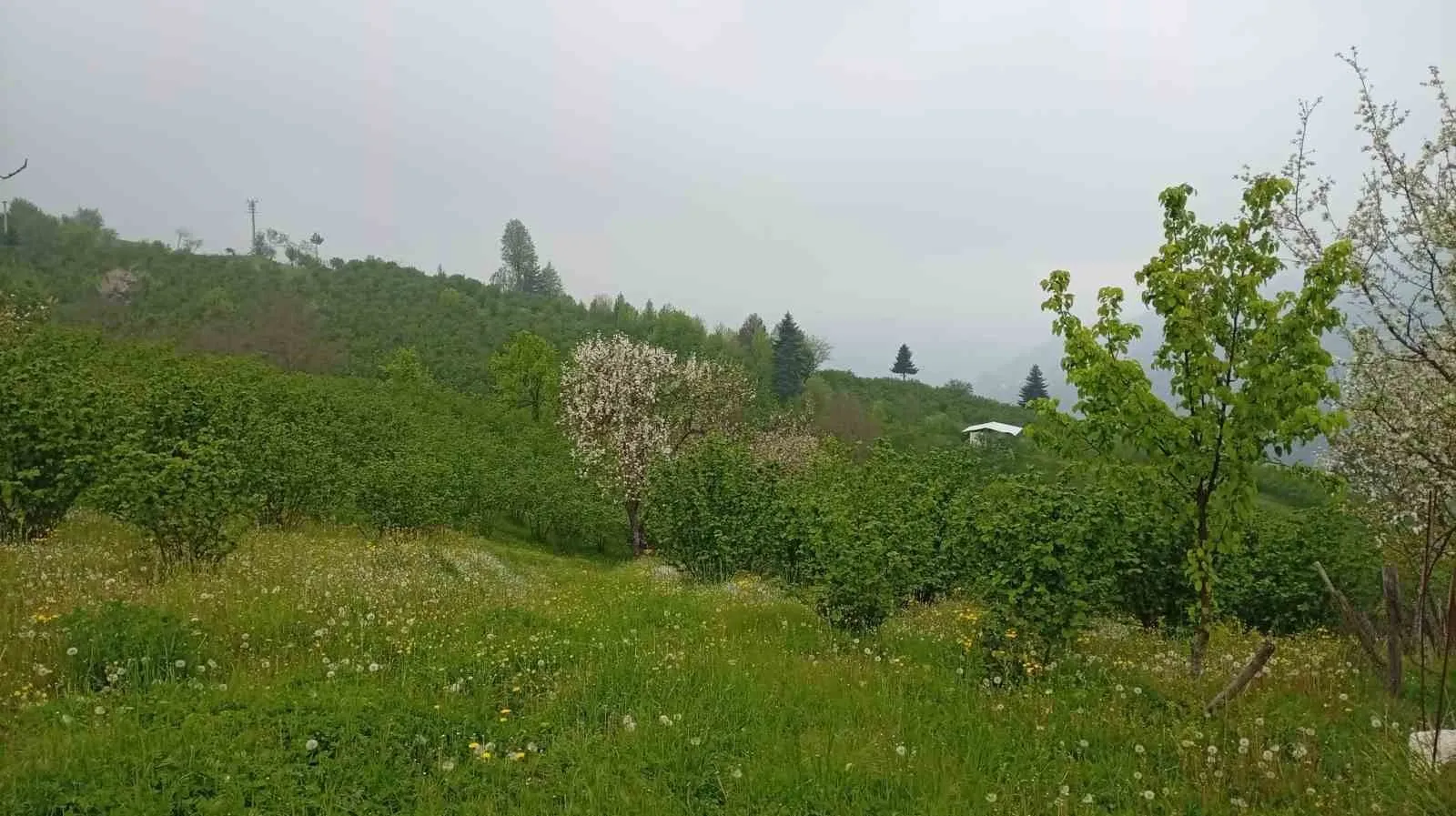 SAKARYA'NIN HENDEK İLÇESİNDE YÜKSEK RAKIMLI BÖLGELERDE BAHARIN GELİŞİ VE ETKİLİ OLAN SİSLE BİRLİKTE GÜZEL MANZARALAR OLUŞTU.