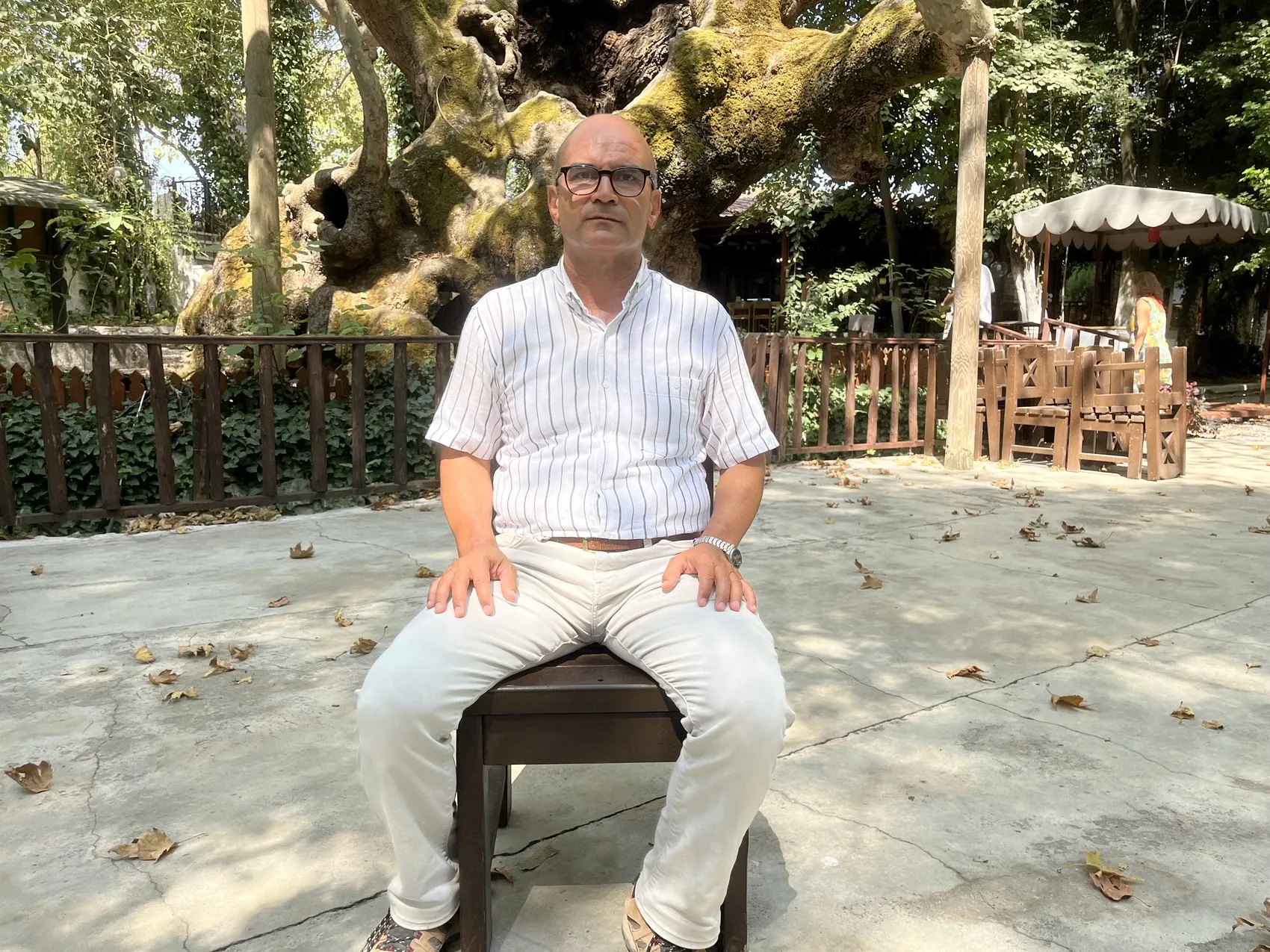 Tarihe tanıklık eden 854 yıllık çınar ağacı koruma altında