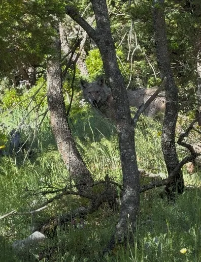 YALIHÜYÜK İLÇESİNDE YAYLA YOLUNDA ARACIYLA GİDERKEN GÖRDÜĞÜ KURDU YANINA ÇAĞIRAN VETERİNER HEKİMİN KONUŞMASI İLGİ ÇEKTİ.