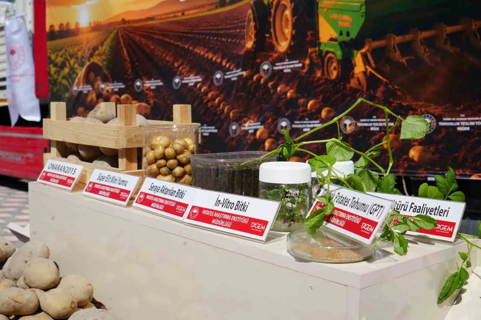 NİĞDE’DE 60 TON PATATES TOHUMU ÜRETİCİLERE DAĞITILDI
