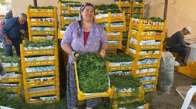 BELENYAKA MAHALLESİ MEVKİİNDE ASMA YAPRAĞI ALIMI YAPAN KADRİYE KÖSEBAŞ EVREN, SEZONUN VERİMLİ BAŞLADIĞINI BELİRTTİ.