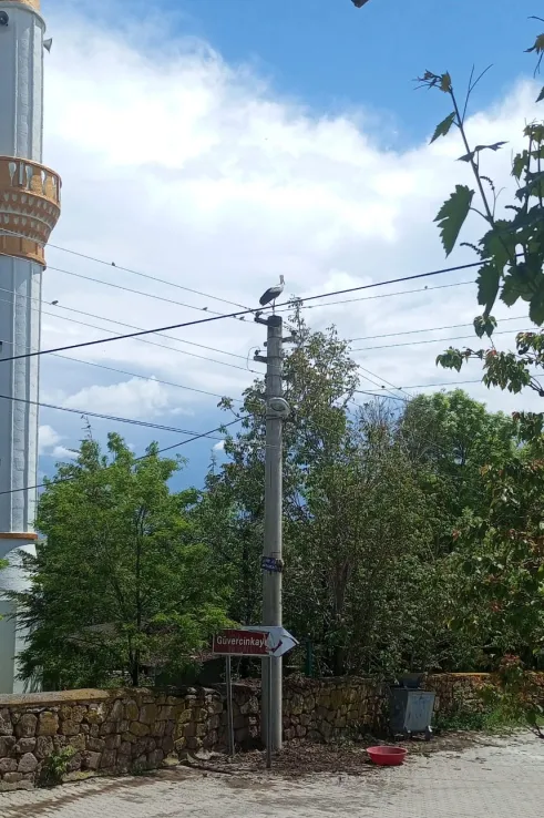 Aksaray'da elektrik direğinde can pazarı