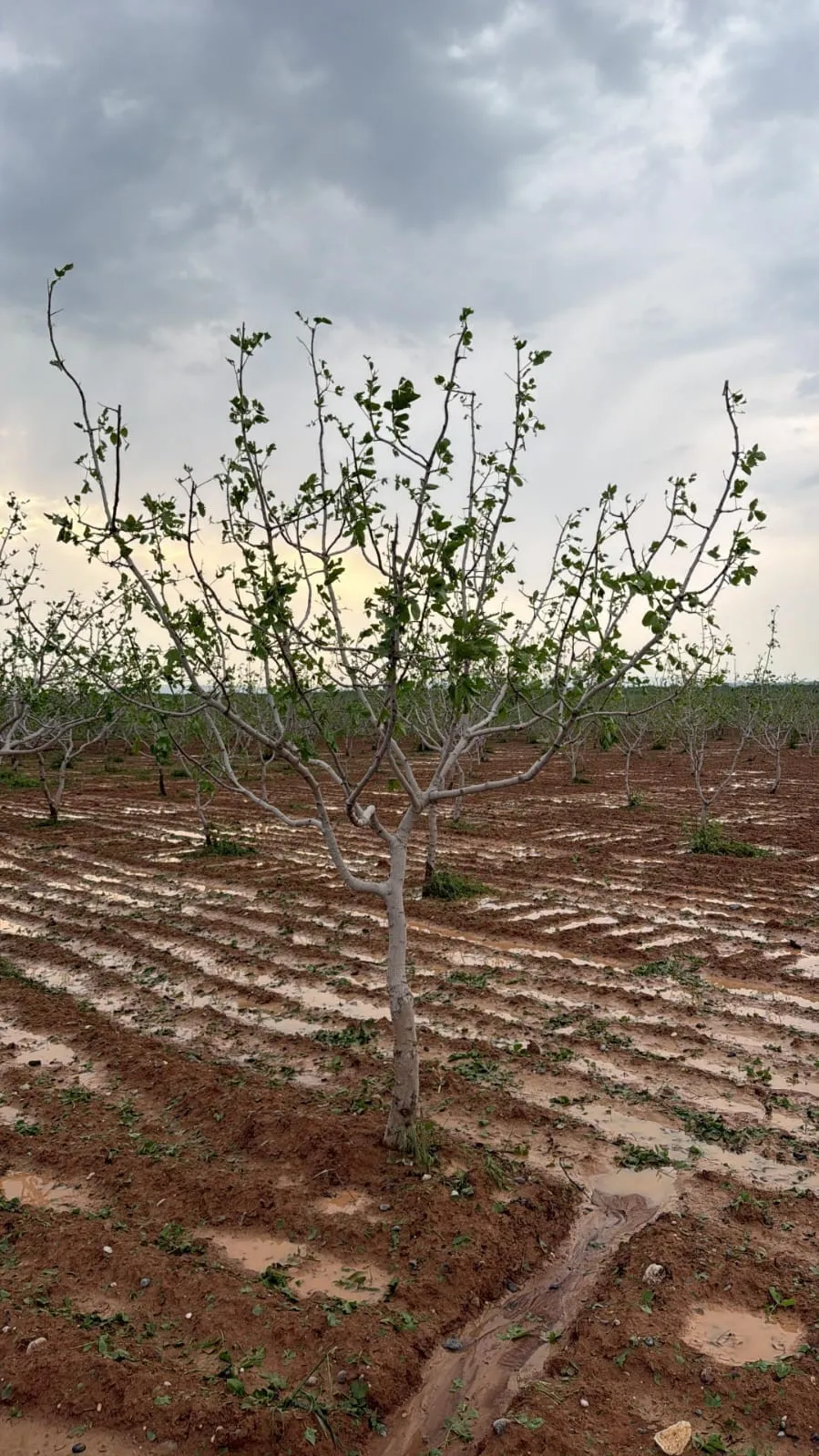 GAZİANTEP KENT KONSEYİ, 14 MAYIS DÜNYA ÇİFTÇİLER GÜNÜ DOLAYISIYLA YAYIMLADIĞI MESAJDA, ÇİFTÇİLERİN YAŞADIĞI ZORLUKLARA DİKKAT ÇEKTİ.