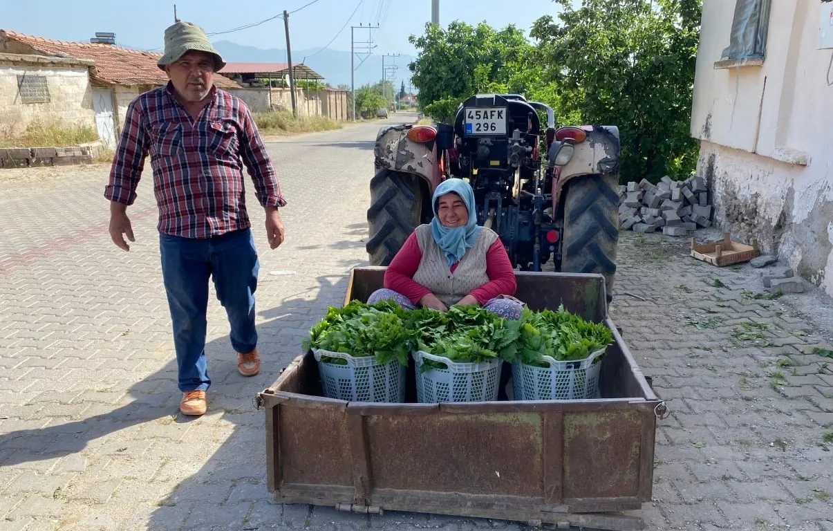 MANİSA'NIN ALAŞEHİR İLÇESİNDE ÜZÜM HASADI ÖNCESİ ÜRETİCİNİN EN ÖNEMLİ GELİR KAYNAKLARINDAN BİRİ OLAN ASMA YAPRAĞI SEZONU BAŞLADI. SABAHIN İLK IŞIKLARIYLA BAĞLARA GİREN ÜRETİCİLER, TOPLADIKLARI YAPRAKLARI ALIM MERKEZLERİNE SATARAK GÜNLÜK İHTİYAÇLARINI KARŞILIYOR. SEZONUN İLK GÜNLERİNDE KİLOGRAMI 120 TL'DEN ALICI BULAN ASMA YAPRAĞI, ŞU SIRALAR 80 TL'DEN İŞLEM GÖRÜYOR.