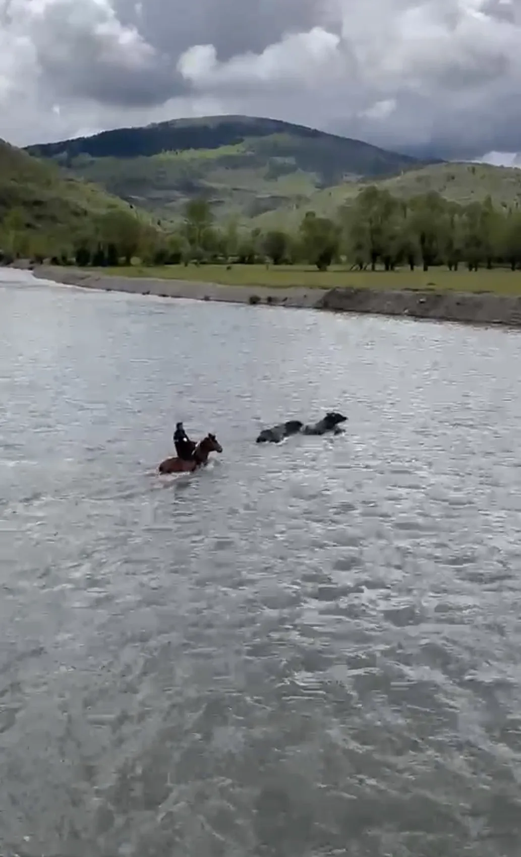 Karabük'te mandalarını kurtarmak için atıyla çaya girdi