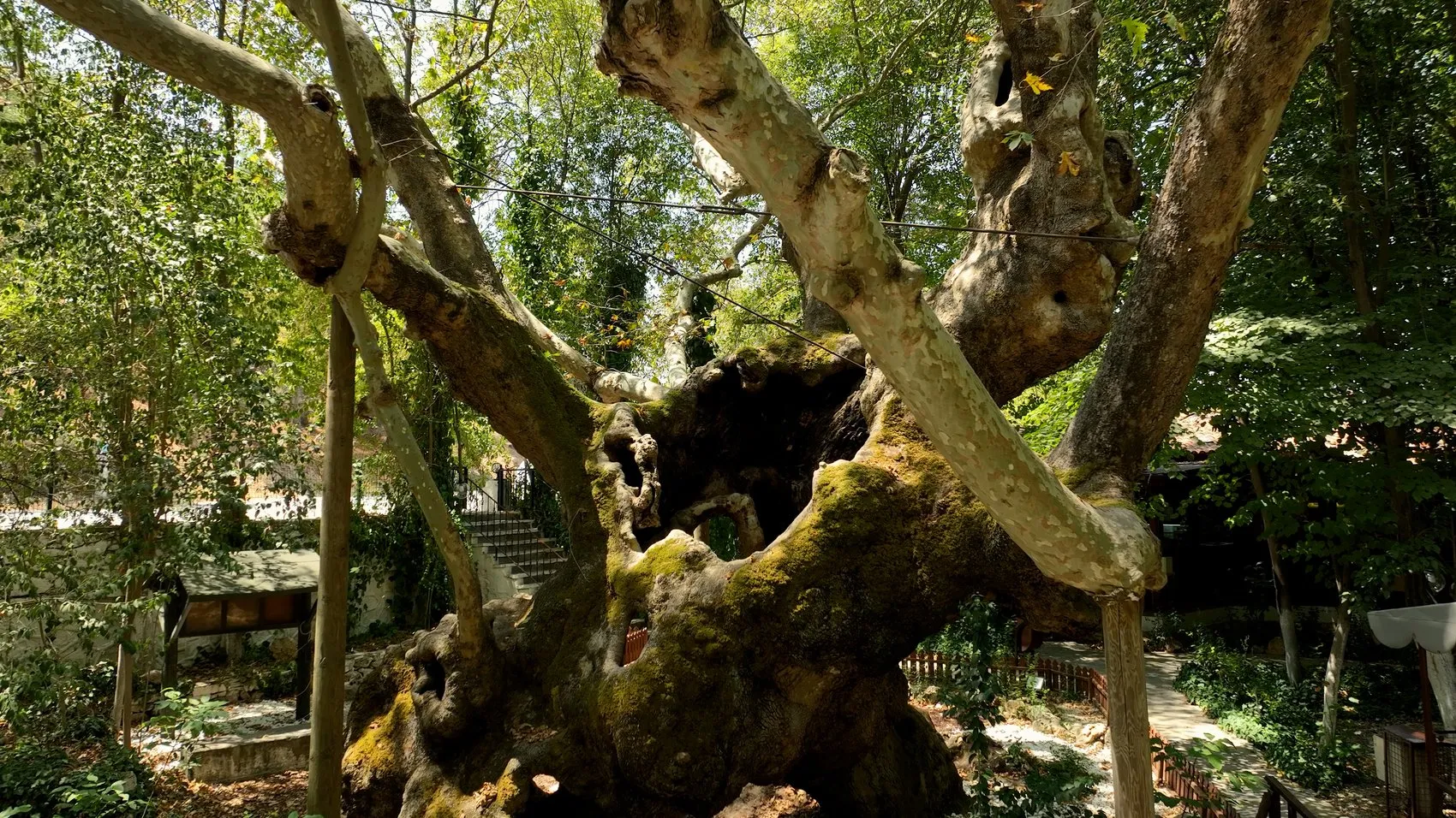 Tarihe tanıklık eden 854 yıllık çınar ağacı koruma altında