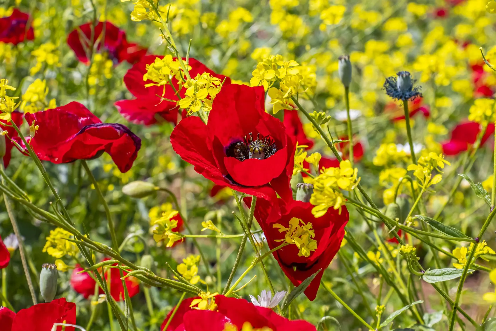 Dicle Havzası çiçeklendi ama uzmanlar zehirli bitkilere karşı uyarıyor