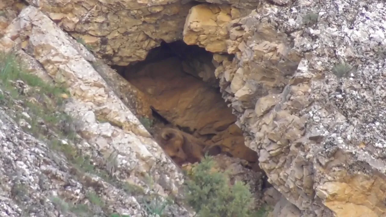 TUNCELİ’NİN PÜLÜMÜR İLÇESİNDE BİR ANNE AYI, YAVRULARINI EMZİRDİKTEN SONRA MAĞARADA UYUDU