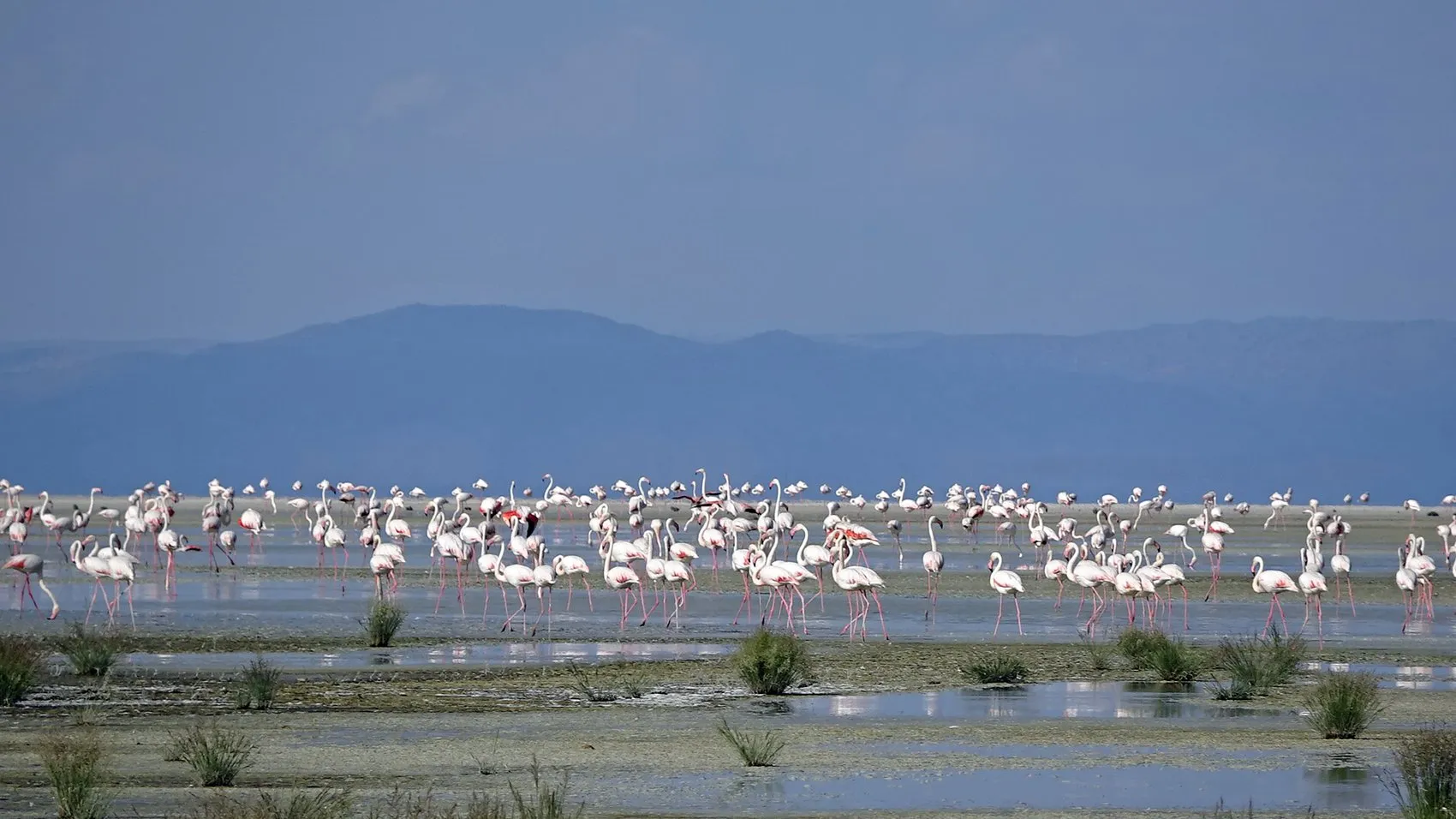 Tuz Gölü flamingo nüfusunda büyük artış yaşanıyor
