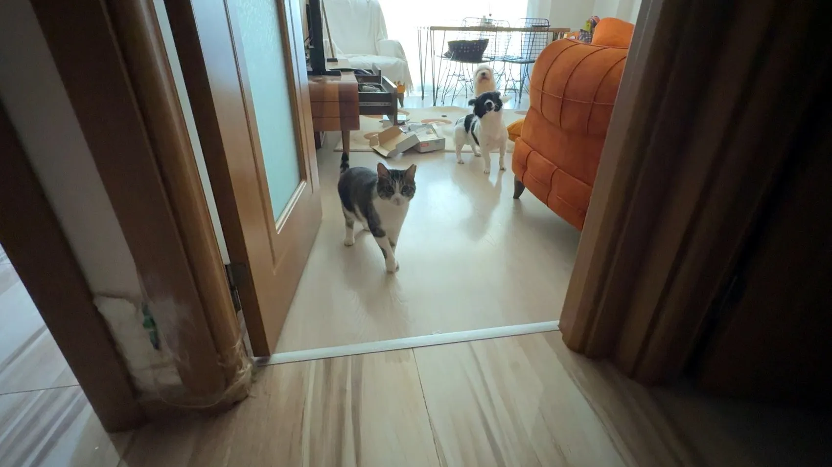 Avcılar'da eve giren hırsızlar kedileri ve köpekleri mutfağa hapsetti