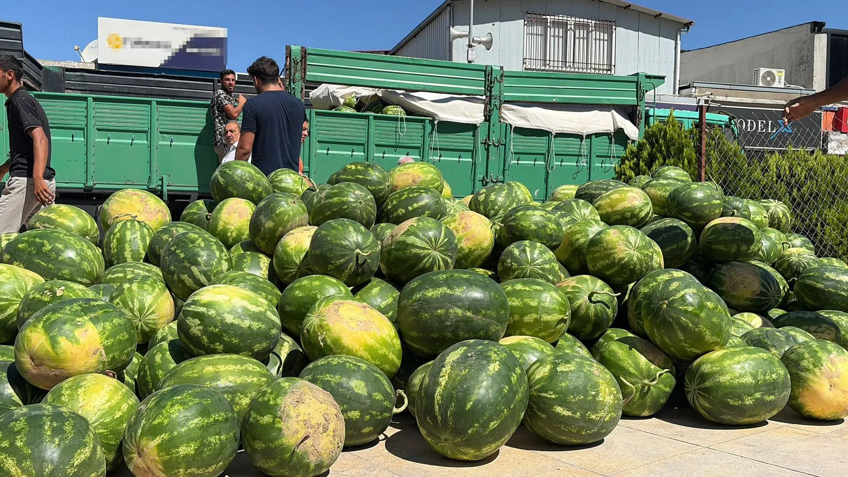 Osmaniyeli çiftçiden Uygar için 20 tonluk karpuz desteği