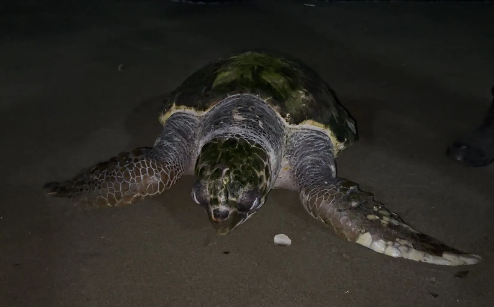 Mersin sahilinde üzücü manzara Bir caretta caretta daha öldü