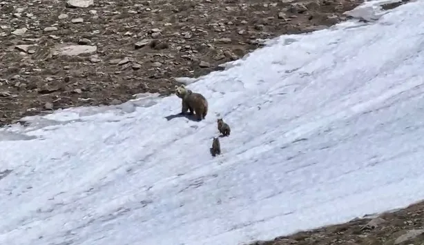 Kösedağ’ın zirvesinde kar üstünde yürüyen ayı ailesi görüntülendi
