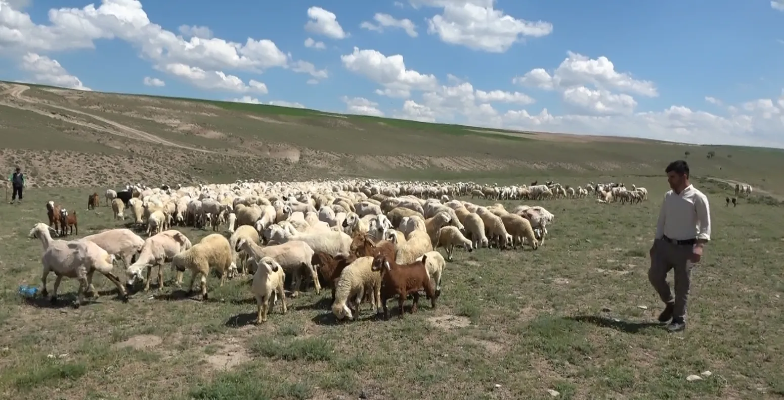 Aksaray hayvancılığında çoban krizine resmi çözüm geldi