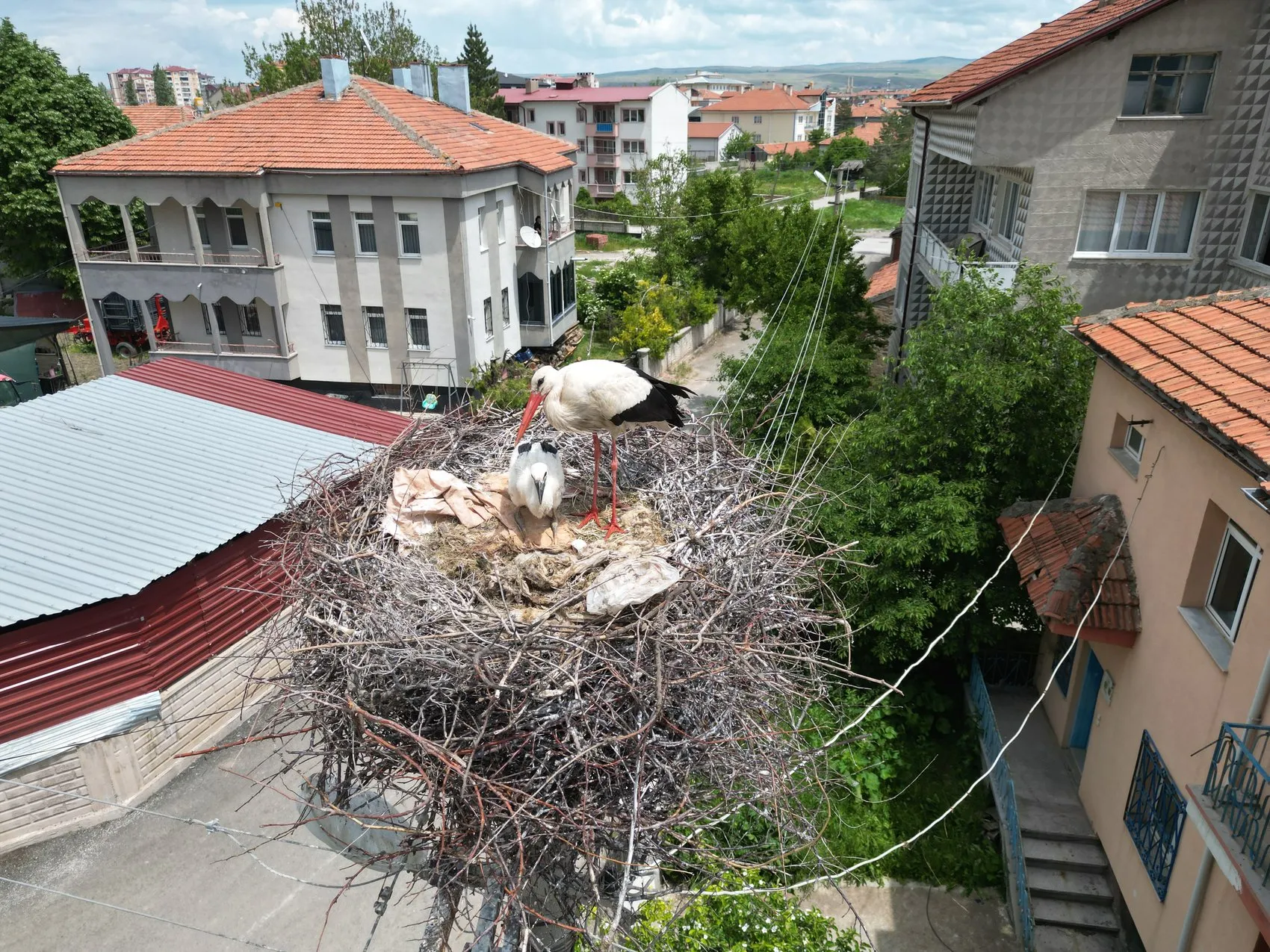 Sivaslılar elektrik direklerini leylekler için korumaya aldı