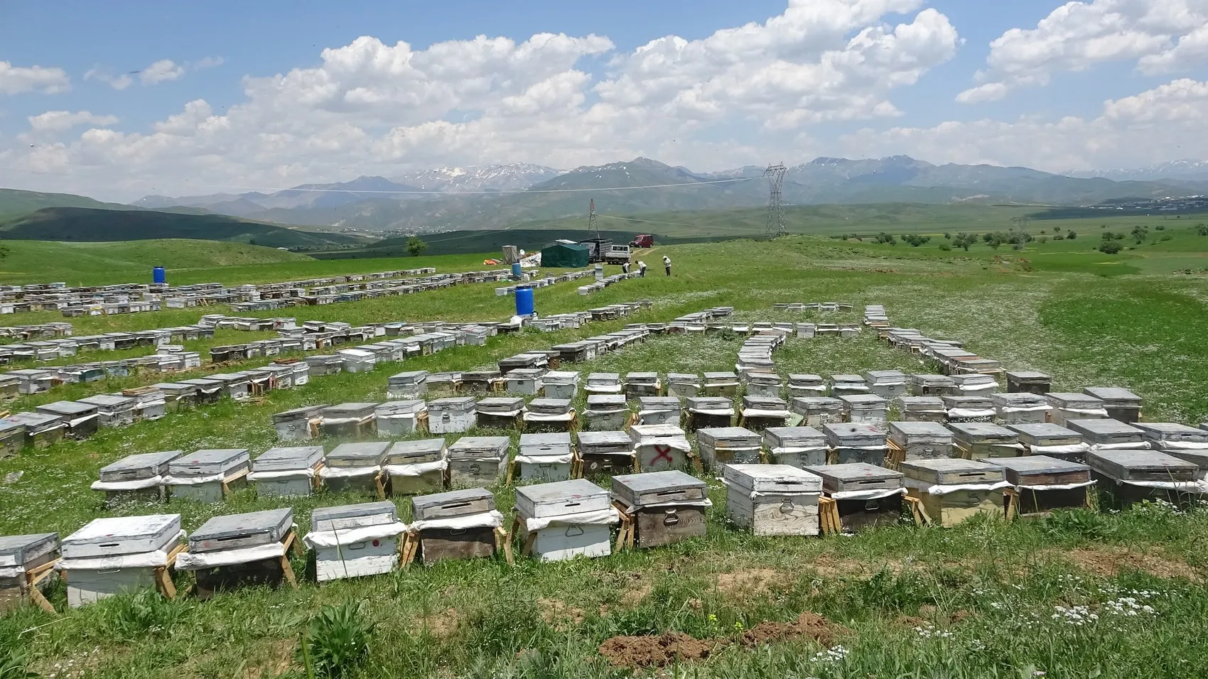 Bodrumdan Hakkari yaylalarına uzanan bal hasadı