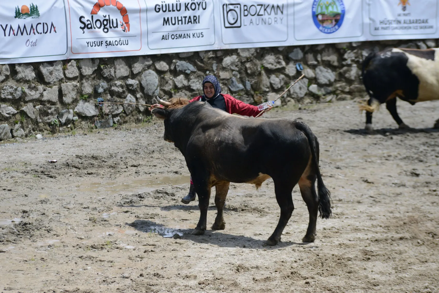 Ayder Yaylası’nda boğalar arenaya çıktı