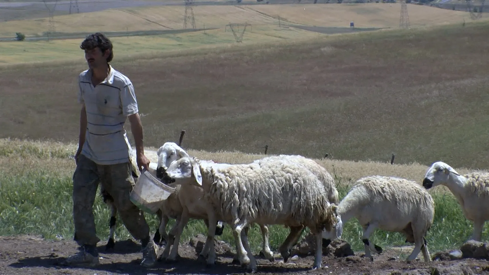 Malatya’da yayla mesaisi başladı ve çoban maaşları dudak uçuklattı
