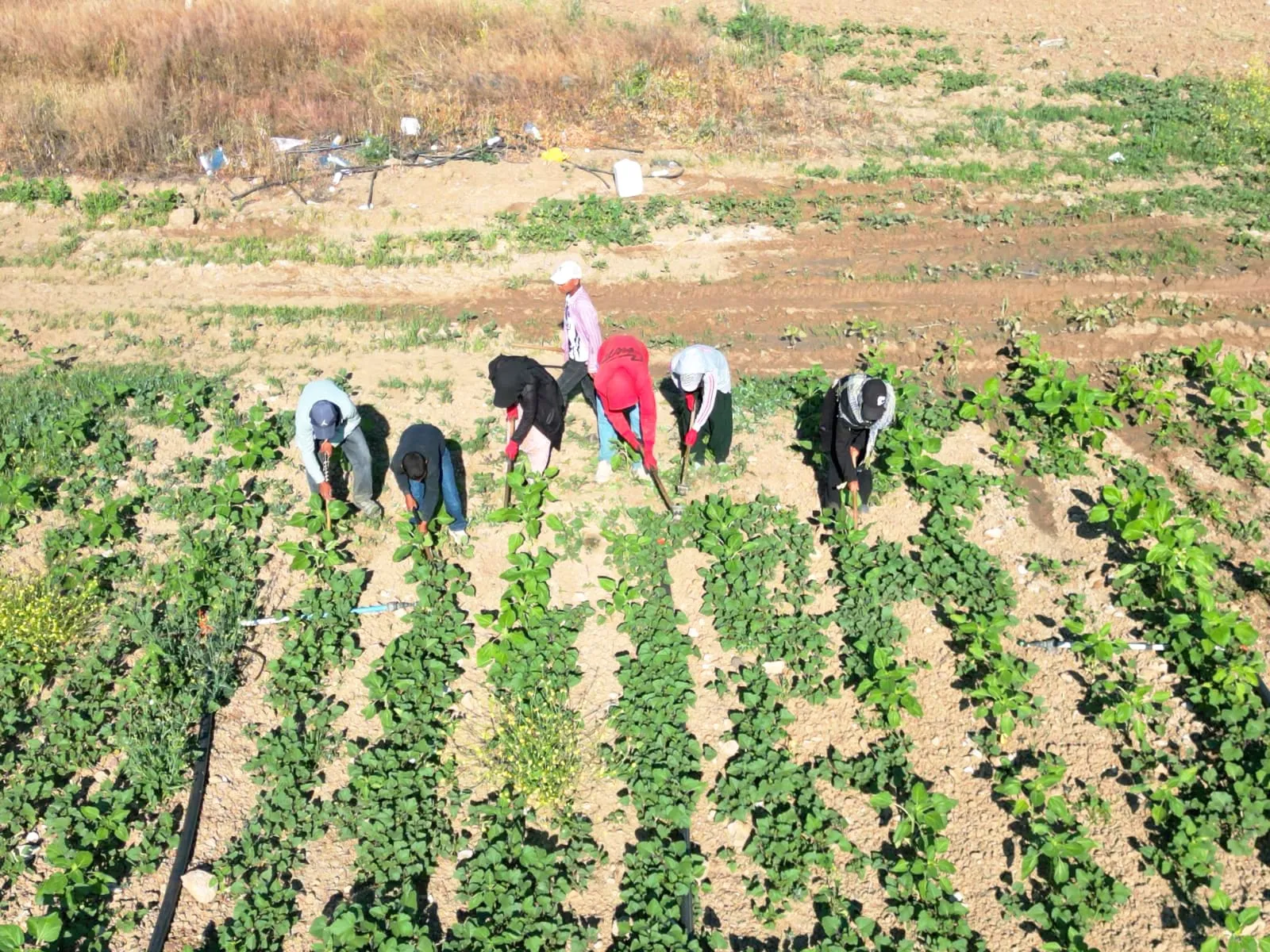 Urfalı tarım işçilerinin 600 kilometrelik zorlu ekmek yolculuğu