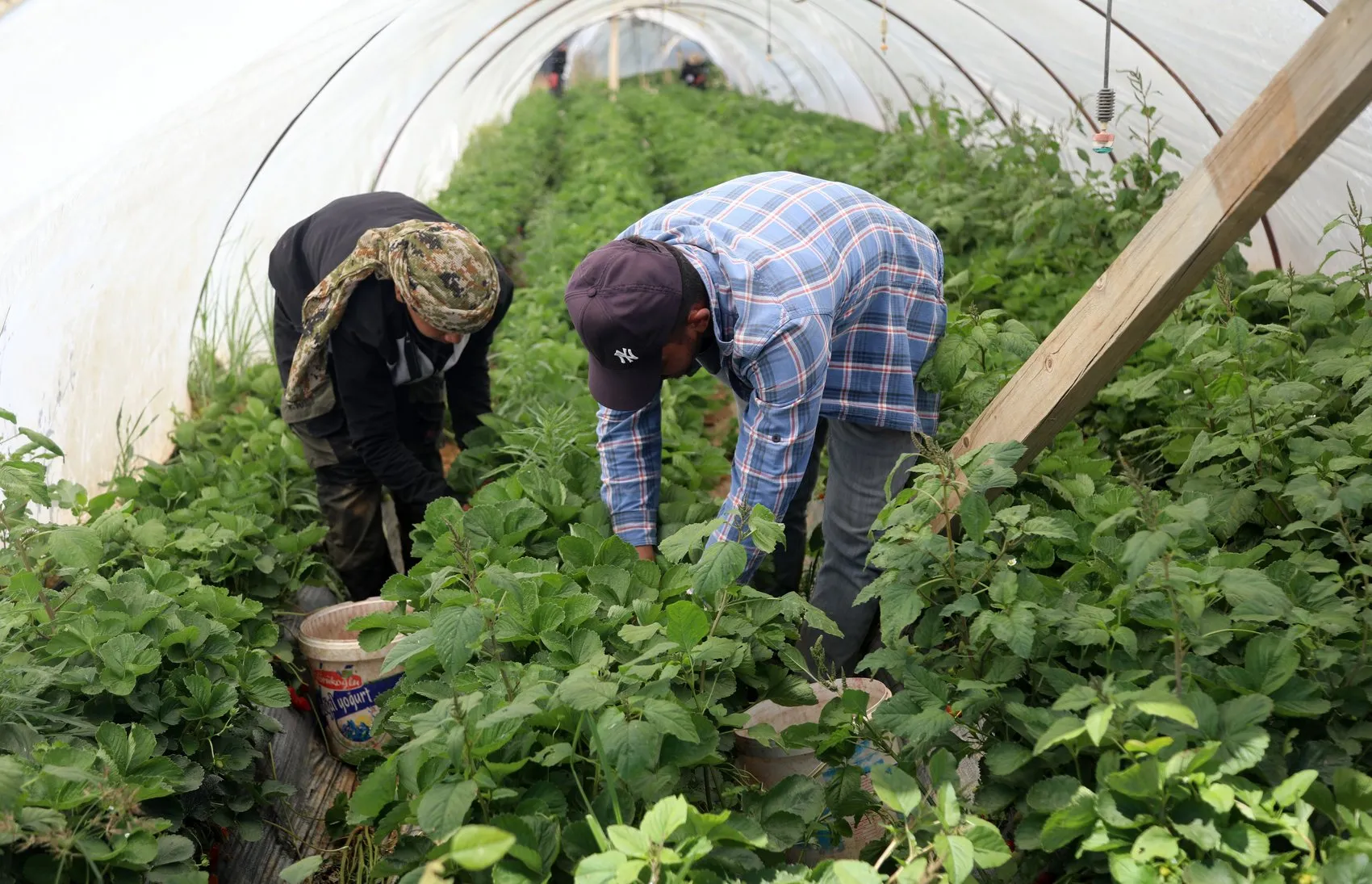 Antalya çileğinde makas açıldı Halde 30 lira markette 150 lira