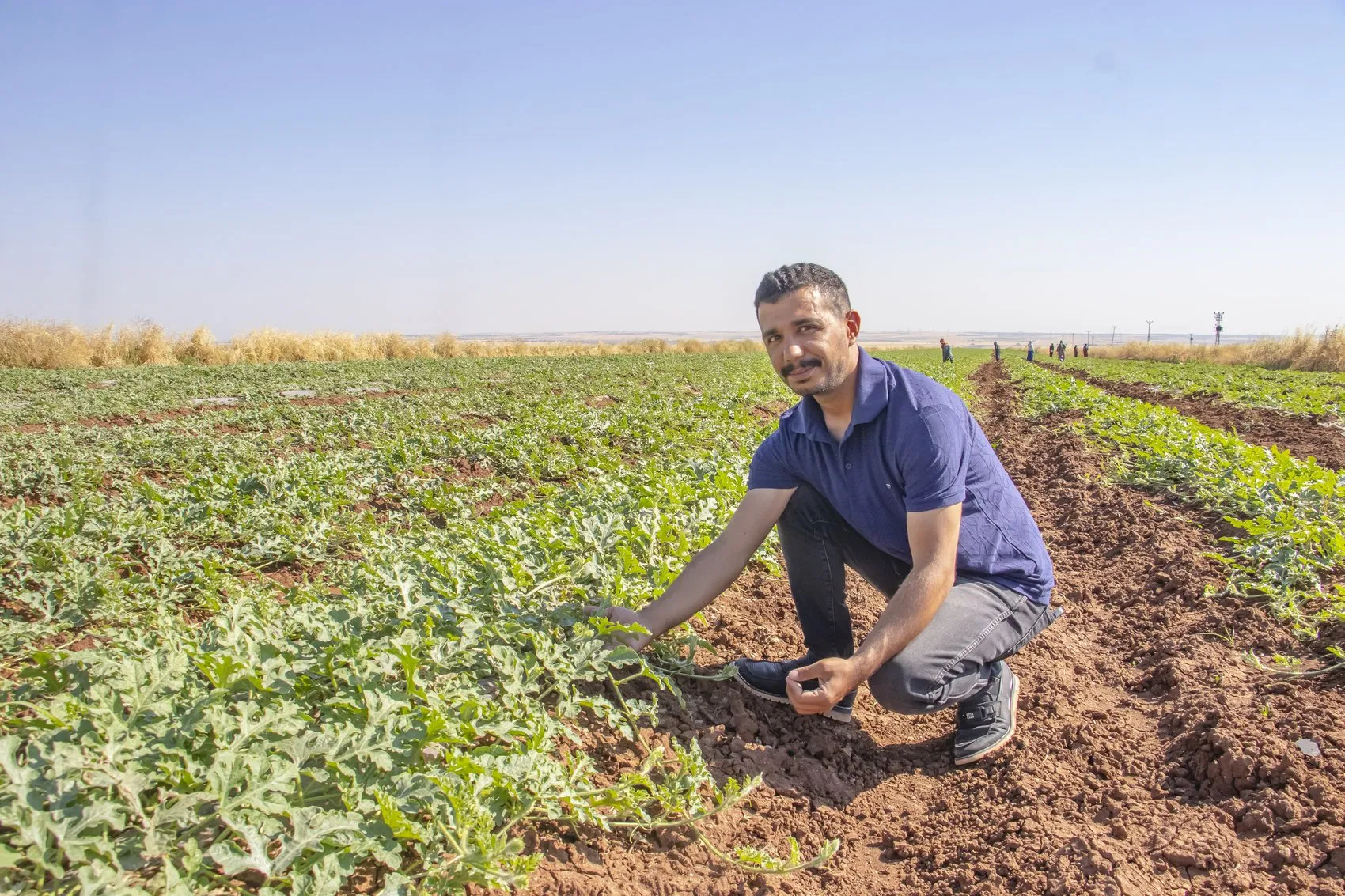 Diyarbakır karpuzunda hasat takvimi dolu felaketiyle değişti