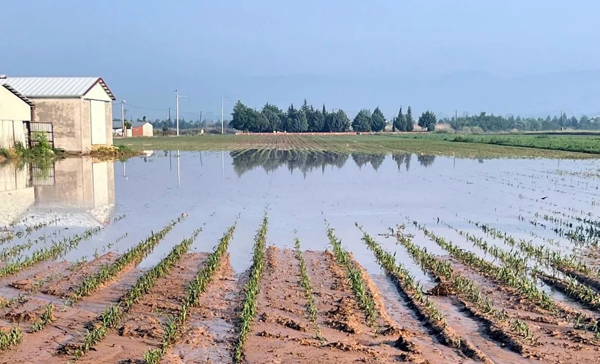 Bursa Yenişehir'de dolu ve sağanak tarımı vurdu