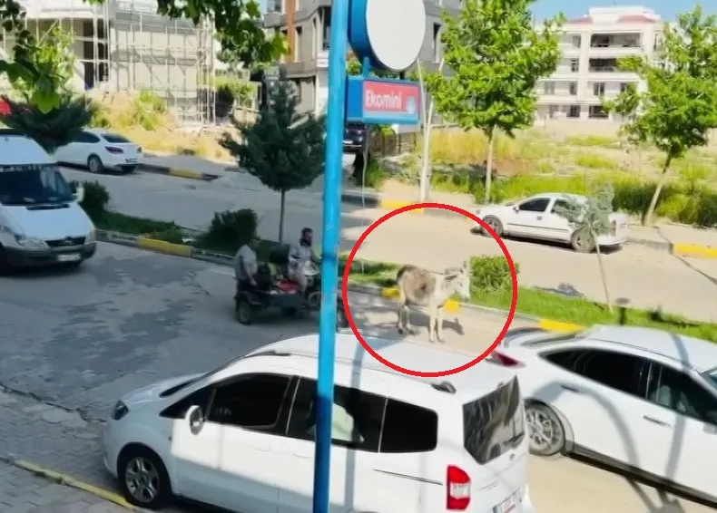Ergani trafiğini bir eşek durdurdu