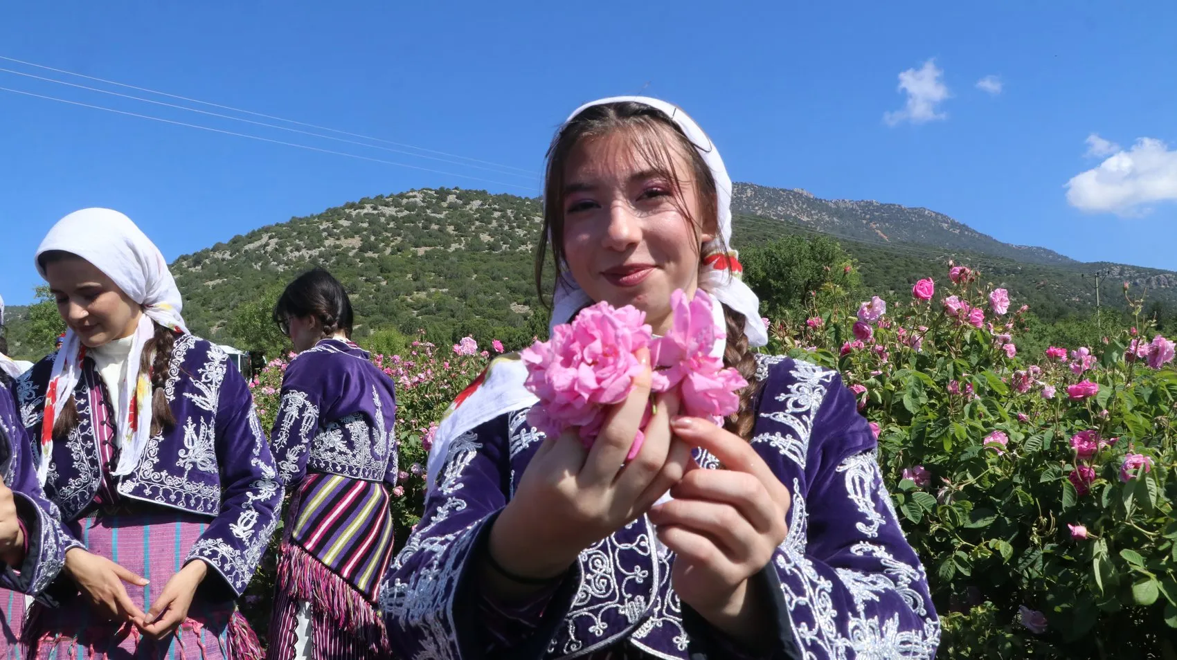 Burdur Gölü kıyısında sezonun ilk gül hasadı başladı