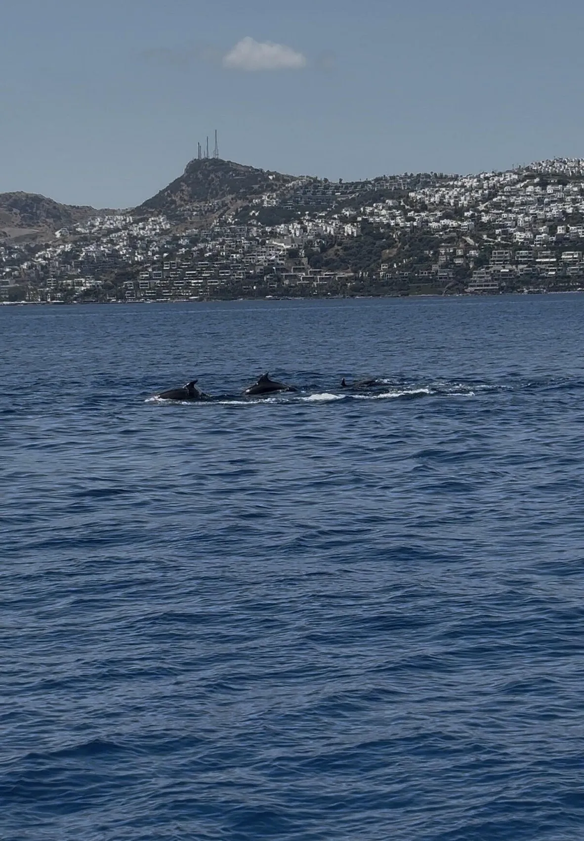 Bodrum denizlerinde 2 bin metrekarelik tehlike temizlendi