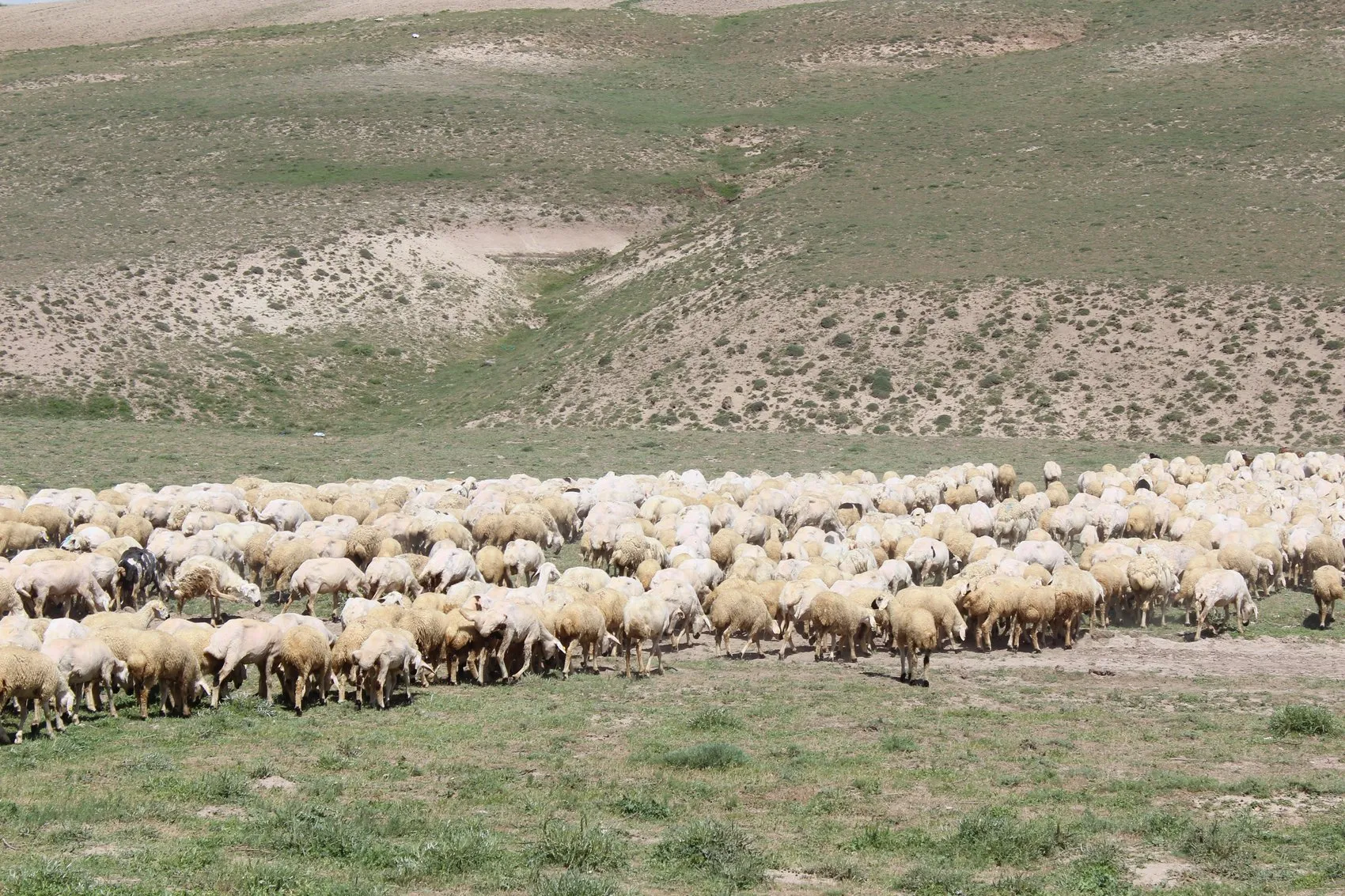 Aksaray hayvancılığında çoban krizine resmi çözüm geldi