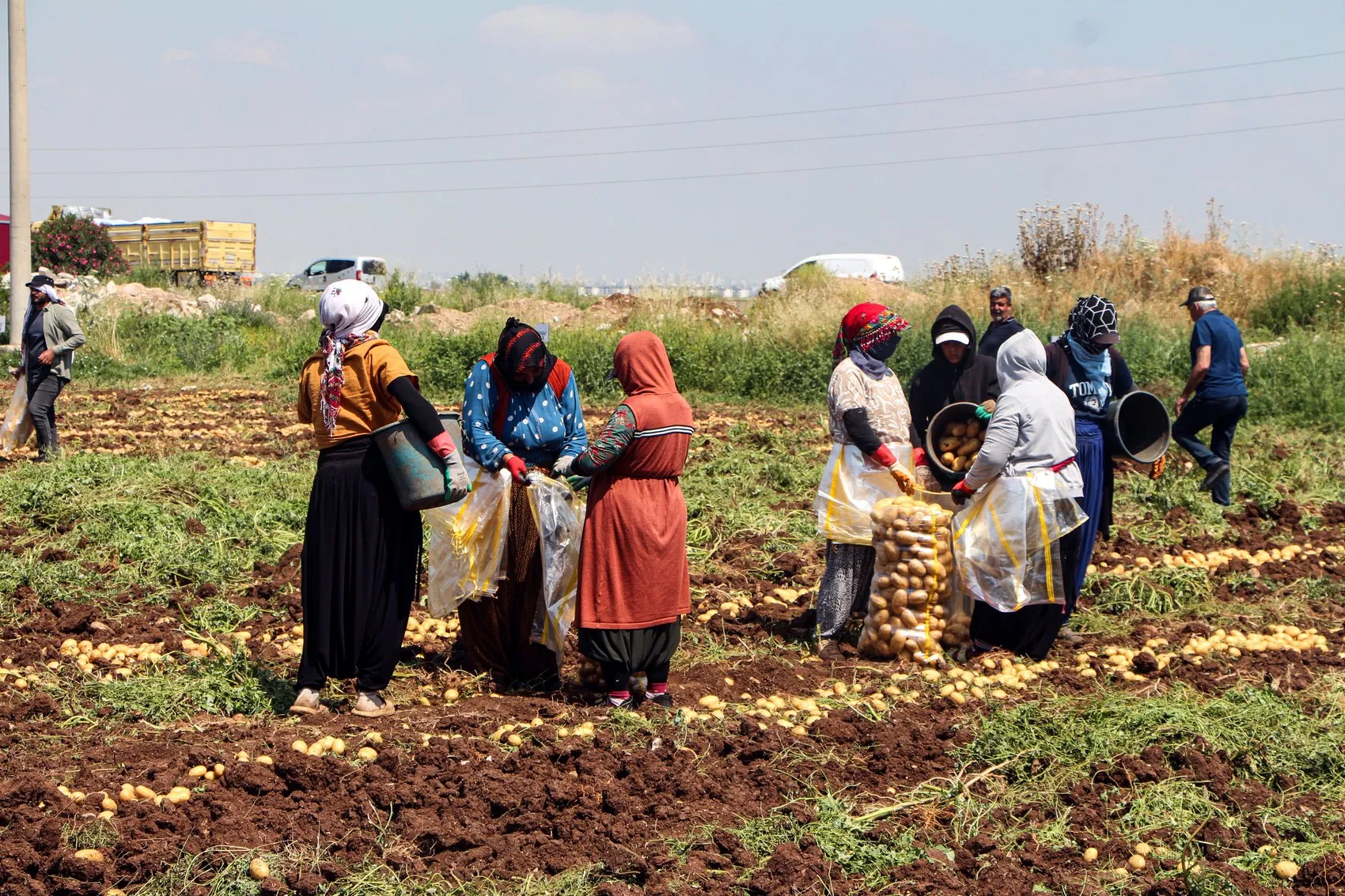 Çukurova’da patates bereketi fiyatı aşağı çekti