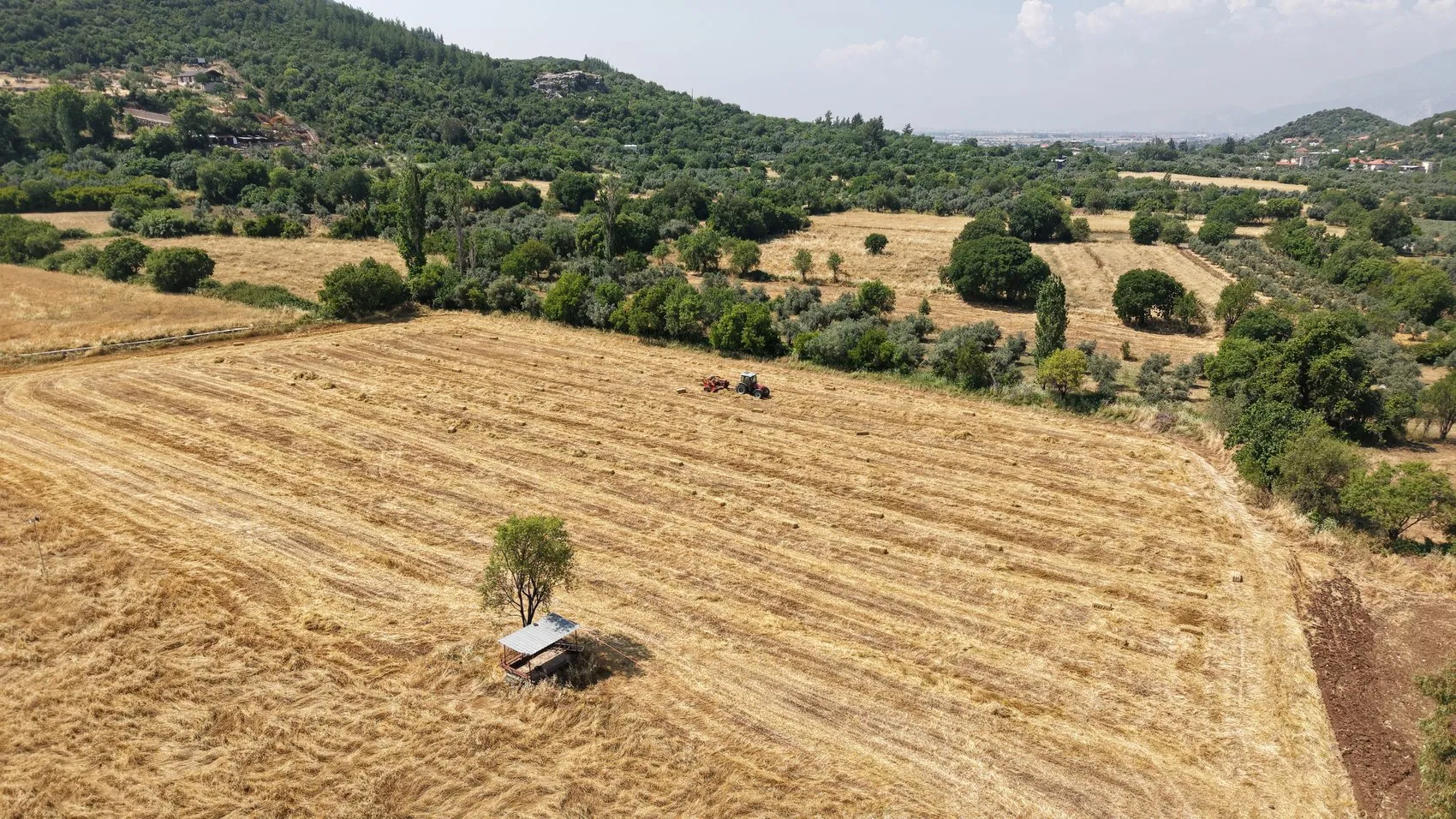 Antalya’nın renkli tarlalarında halıların güneşlenme mesaisi başlıyor