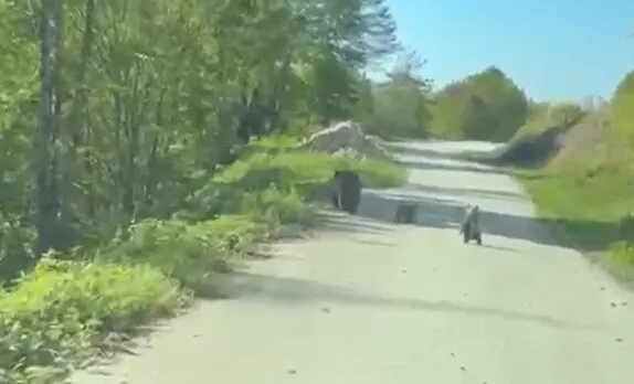 Düzce yollarında beklenmedik misafirler